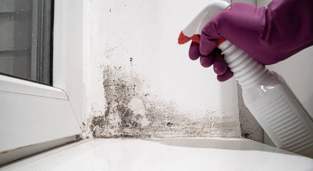 Best Emergency water damage restoration  in Bayfield, CO